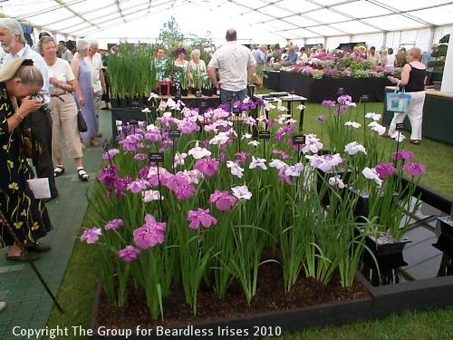 Kelways stand at Wisley Summer Show 2